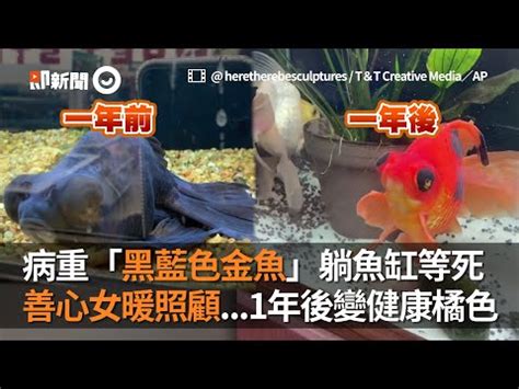 黑色黑牡丹金魚